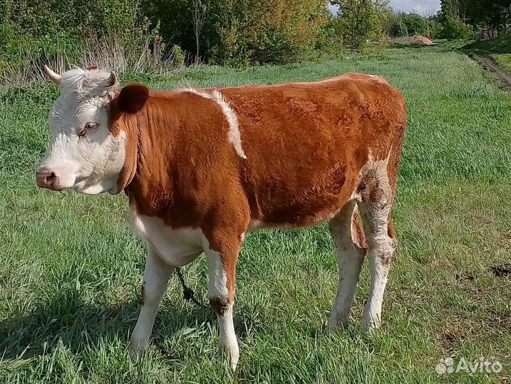 Телки сементалка