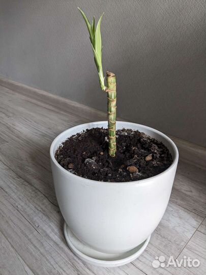 Драцена душистая