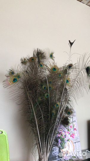 Перо павлина