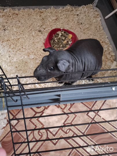 Морская свинка скинни с клеткой