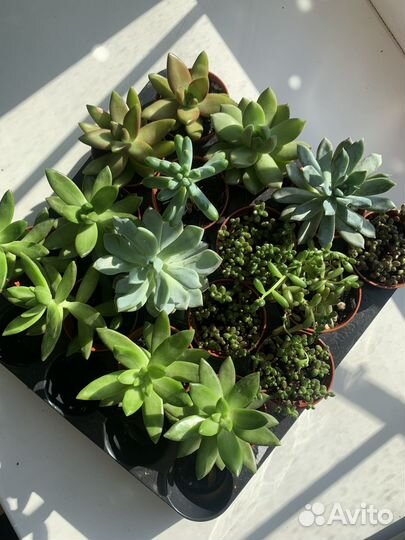 Суккуленты