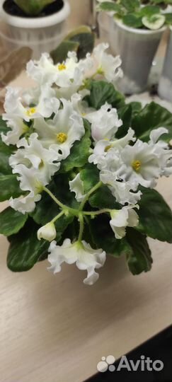 Сортовые фиалки