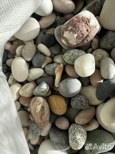 Морские камни, ракушка