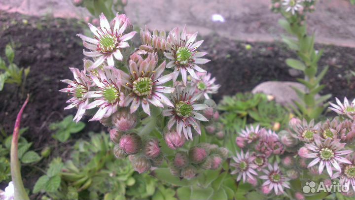 Каменная роза (молодило)