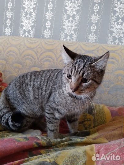 Подобрали котика