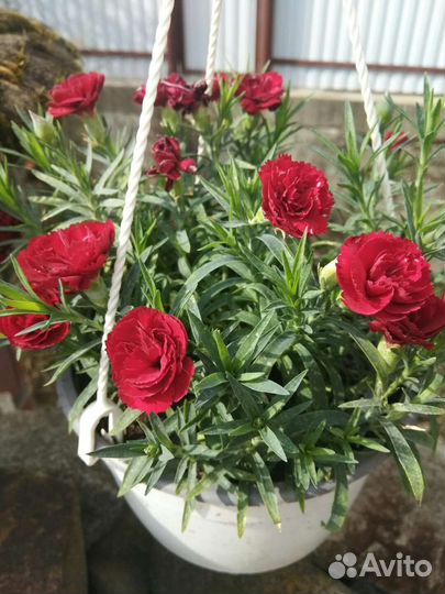 Гвоздика ампельная многолетняя