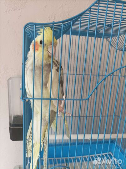 Попугай корелла птенец