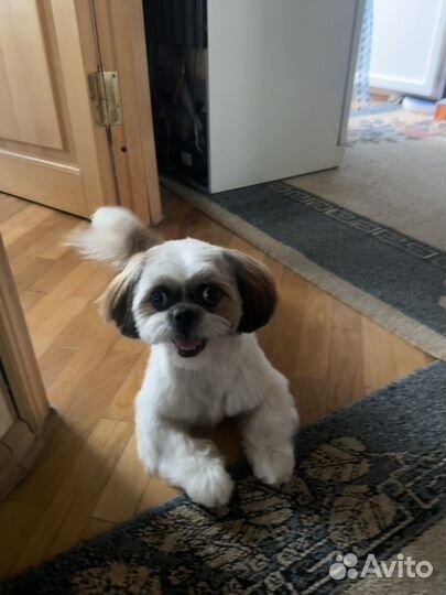 Ши-тцу вязка