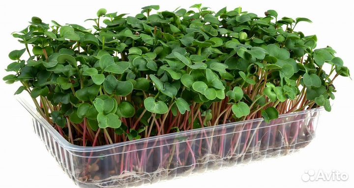 Микрозелень