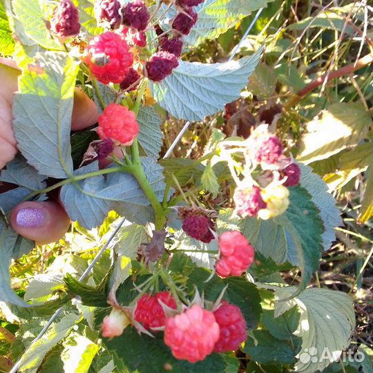 Саженцы ремонтантной малины