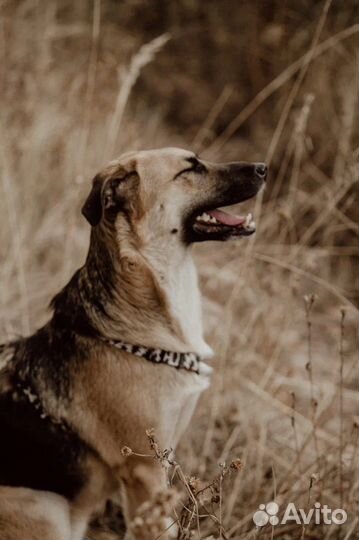 Собака, фенотип овчарки