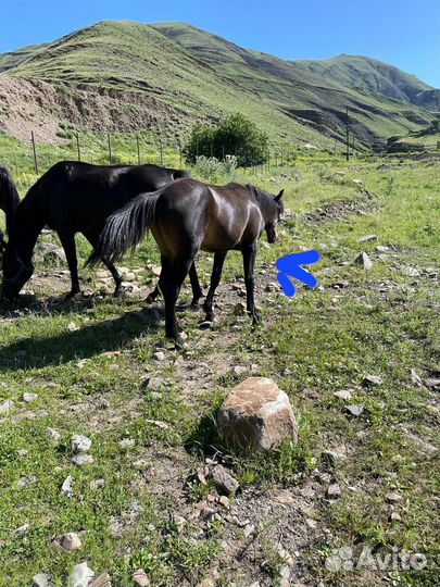 Продаю лошадь жеребец