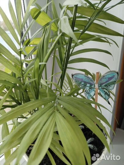 Пальма хамедорея