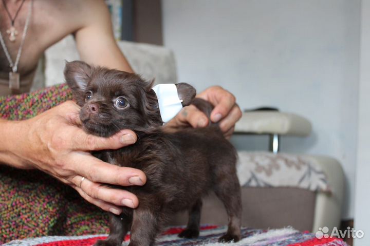 Чихуахуа шоколадный парень