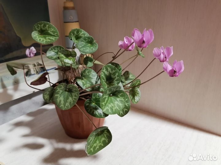 Европейский цикламен