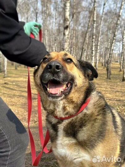 Метис овчарки в ваш дом