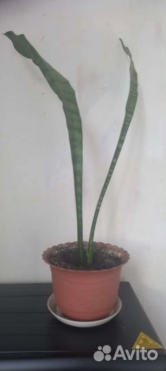 Сансевьерия