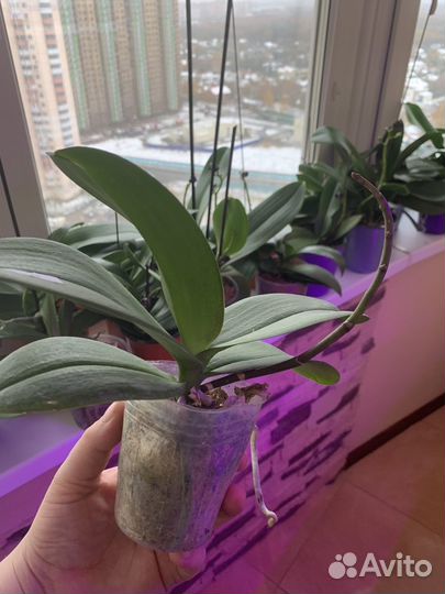 Орхидея фаленопсис miki Black Angel