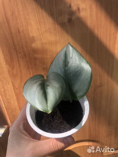 Сциндапсус мунлайт