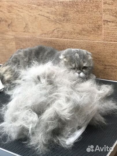 Экспресс линька собак и кошек