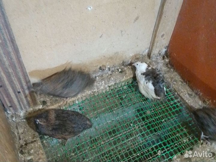 Продаем перепелят и яйца инкубационное