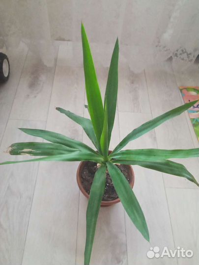 Пальма юкка