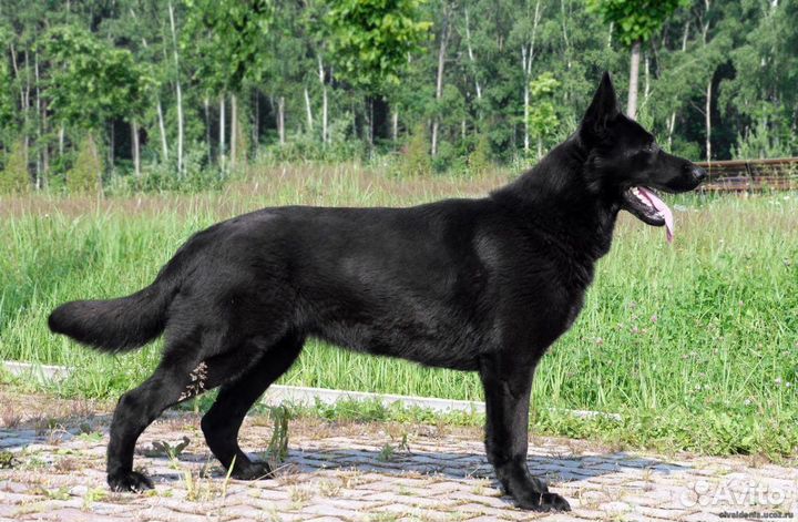 Щенки немецкой овчарки, окрас волка