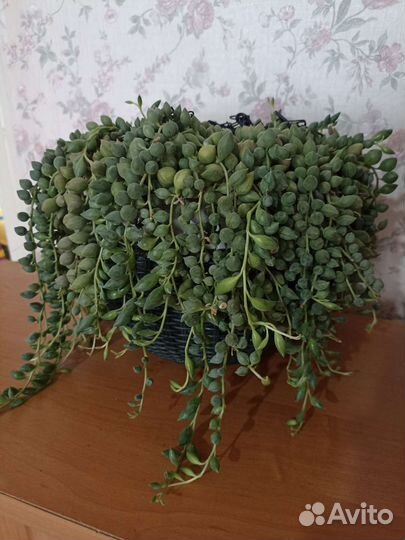 Суккуленты почтой часть 2 из 9