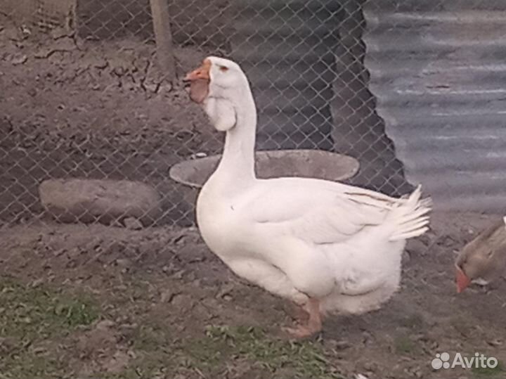 Инкубационное яйцо гусей