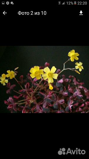 Оксалисы (кислица)