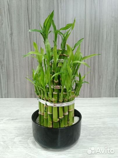 Бамбук Лаки