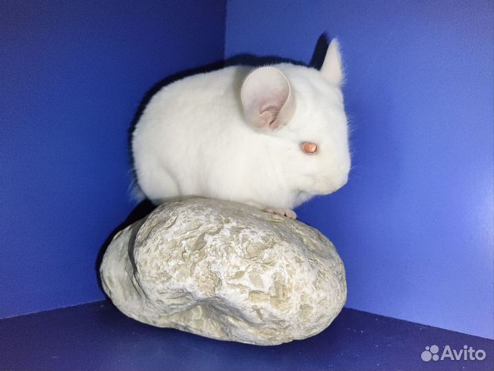 Шиншилла гомо бежевый бело-розовый бриллиант нкпа