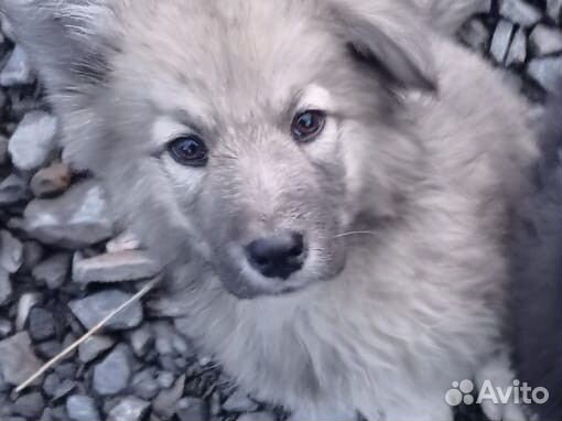 Щенок в добрые руки бесплатно