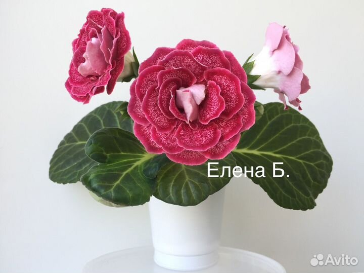 Глоксинии (укорененные листья)