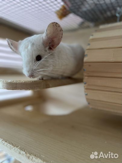 Витрина для шиншилл шиншилла клетка