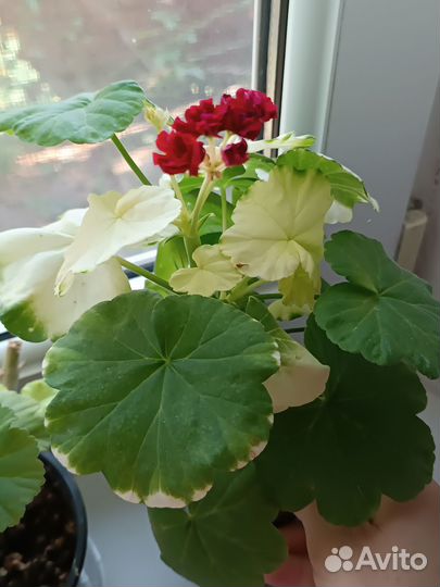 Комнатные растения