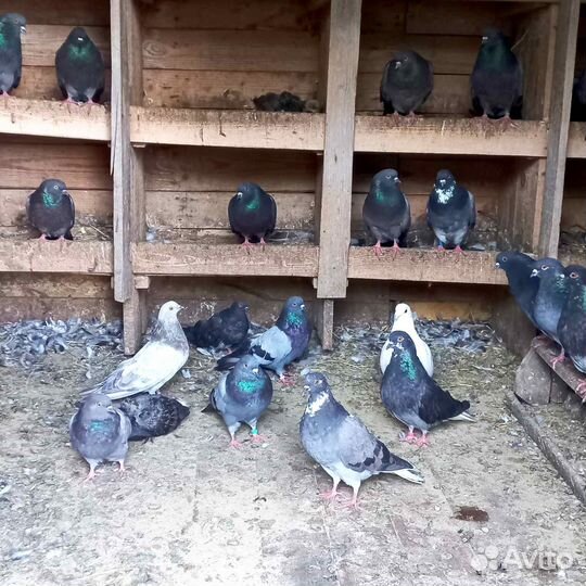 Продажа голубей