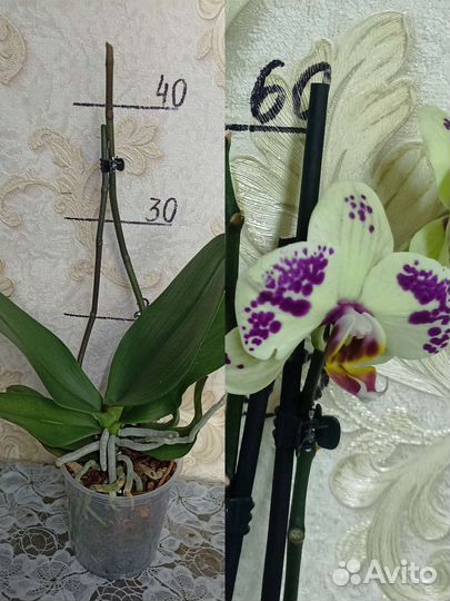 Сортовые Орхидеи отцветашки