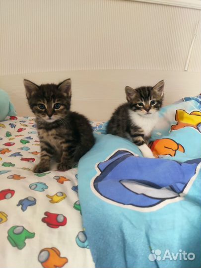 Котята шотландцы