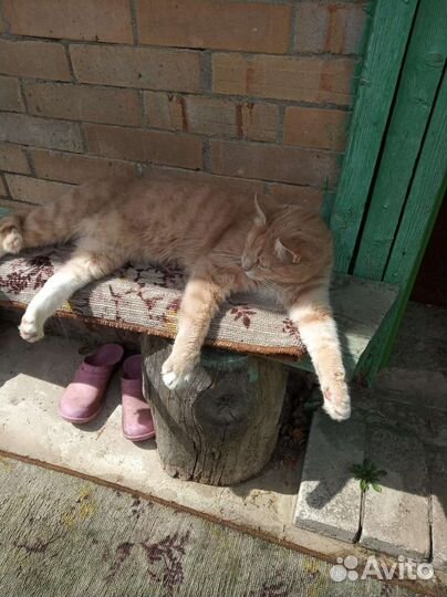 Отдам кота в добрые руки