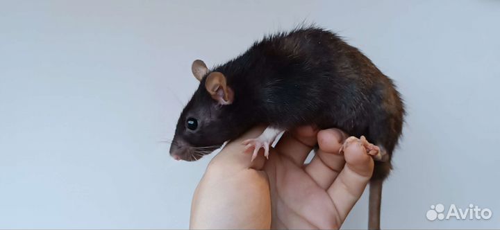 Крысята (Дамбо, хаски, сиамские, рексы)