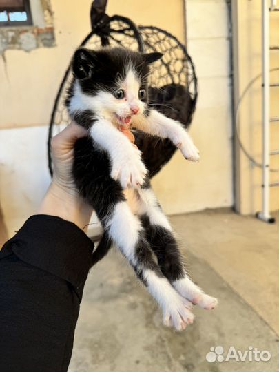 Отдам котят в добрые руки