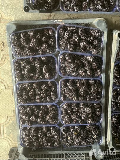 Саженцы ремонтантаной ежевики Блек Джем