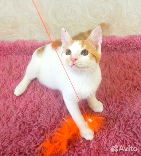 Кот-пират Джек-Воробей 3 месяца