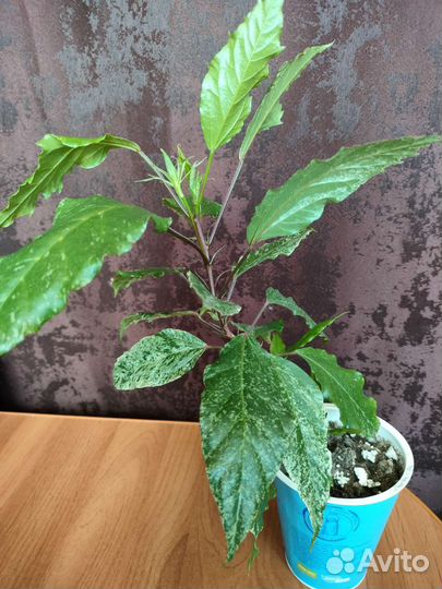 Гибискус Купера