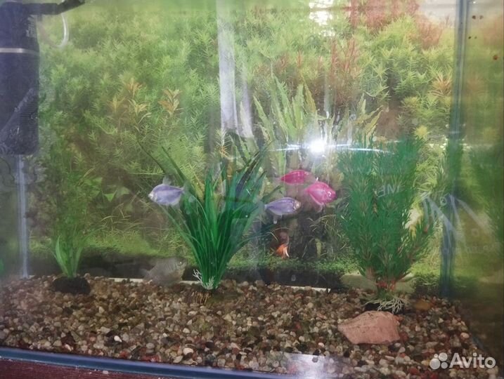 Продам аквариум с рыбками, на 80 литров
