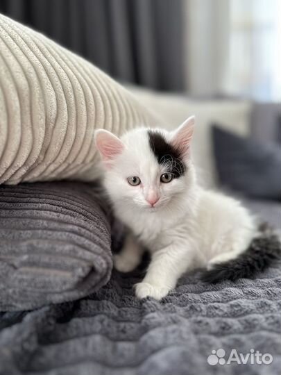 Отдам в добрые руки котят