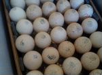 Индюшата и кобб 500 из импортного яйца в Казани