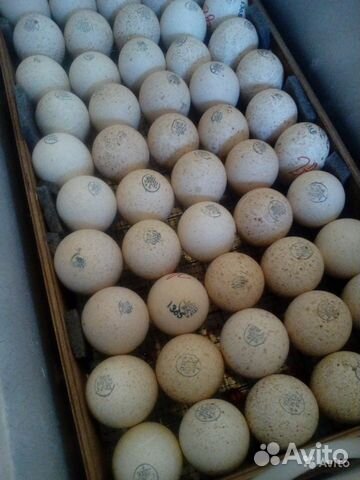 Индюшата и кобб 500 из импортного яйца в Казани объявление продам