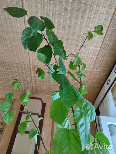 Гибискус (китайская роза)